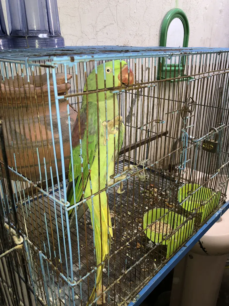 Female parrot — photo 2