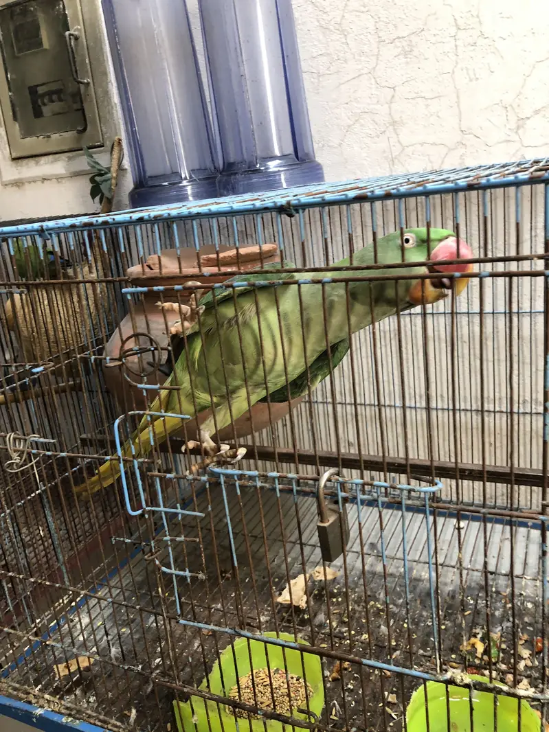 Female parrot — photo 3