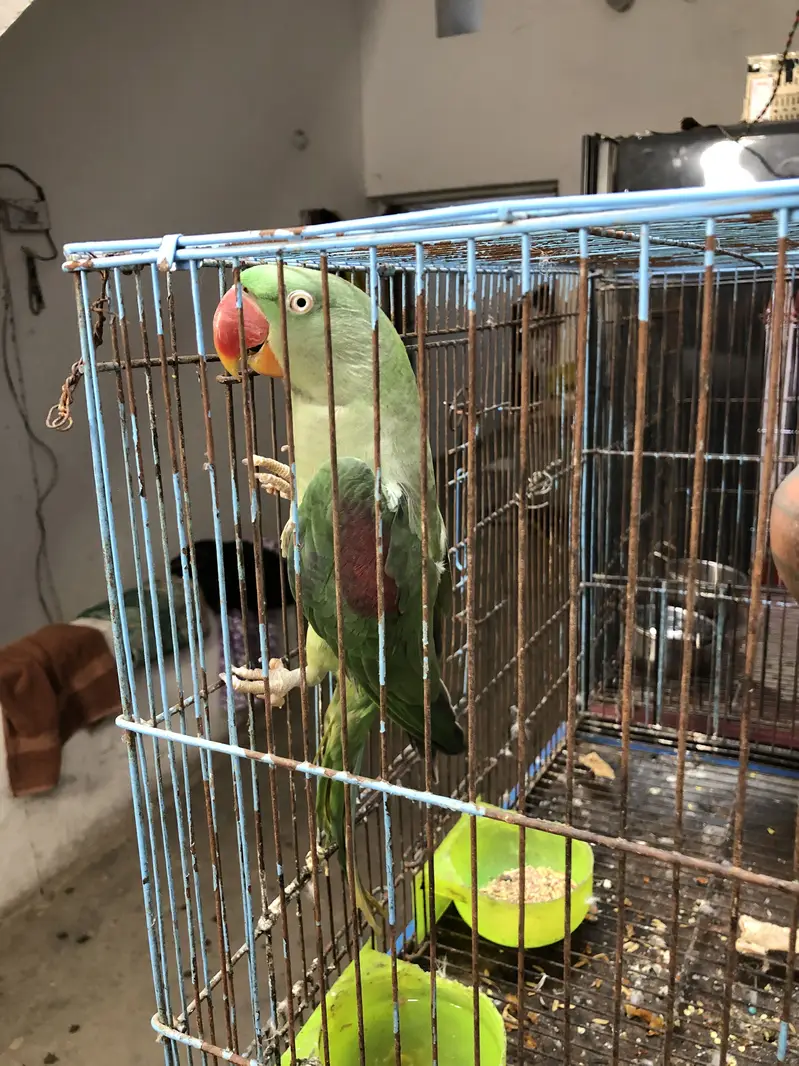 Female parrot — photo 4