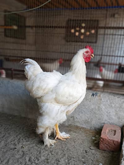 white heavy buff , white o shamo , ayam cemani , black o shamo pair