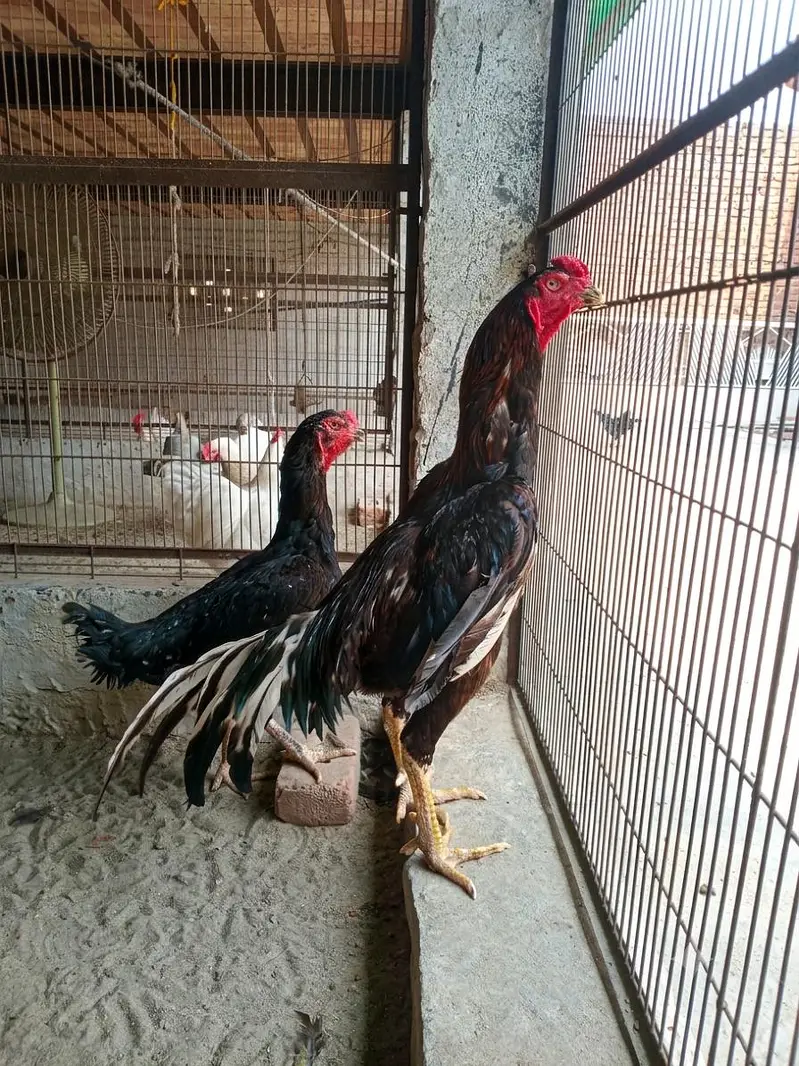 white heavy buff , white o shamo , ayam cemani , black o shamo pair — photo 2