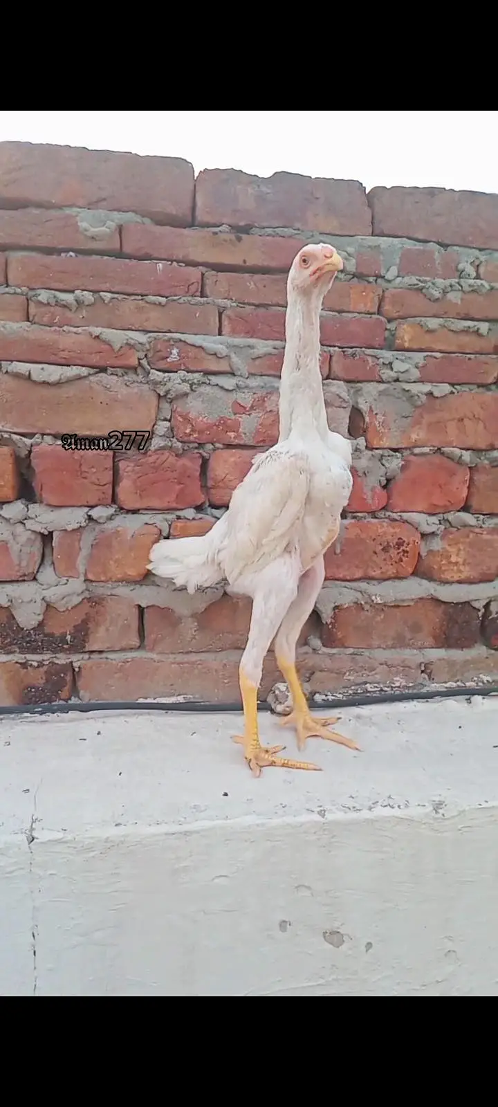 white heavy buff , white o shamo , ayam cemani , black o shamo pair — photo 4