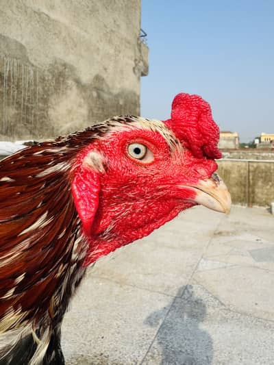 Cheena Aseel High Quality
