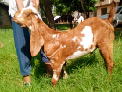 Beetal Bakra age 5 months, beetal goat male,