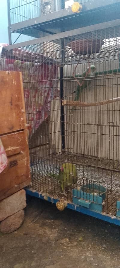 Kathy 2 pair with tow big size cage