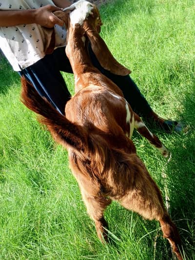 Beetal Bakra age 5 months, beetal goat male,
