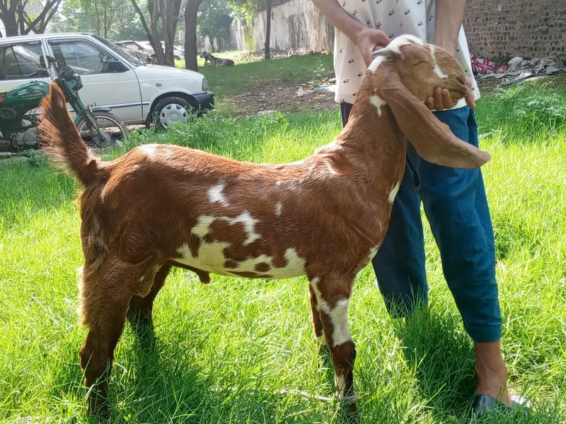 Beetal Bakra age 5 months, beetal goat male, — photo 2
