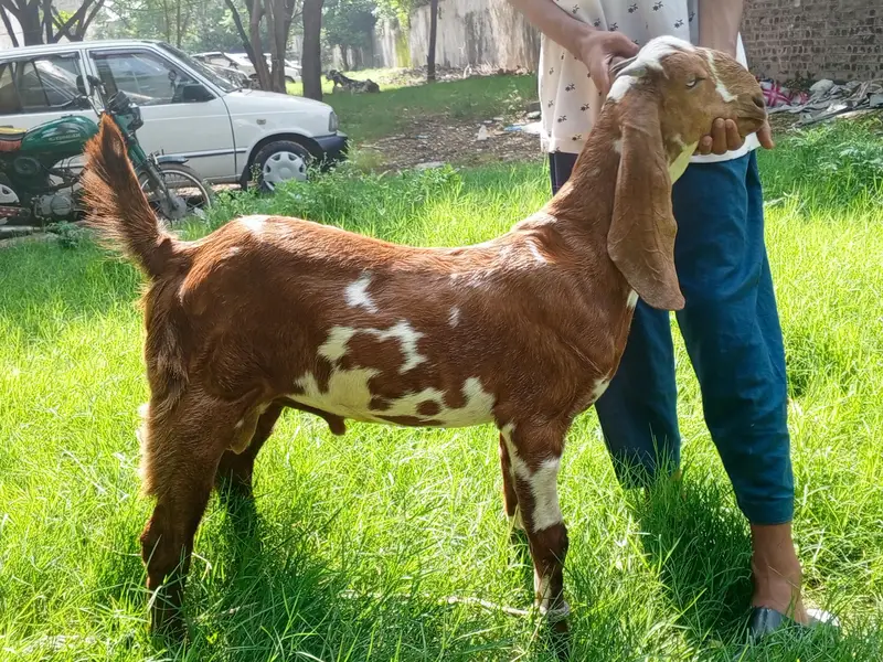 Beetal Bakra age 5 months, beetal goat male, — photo 3