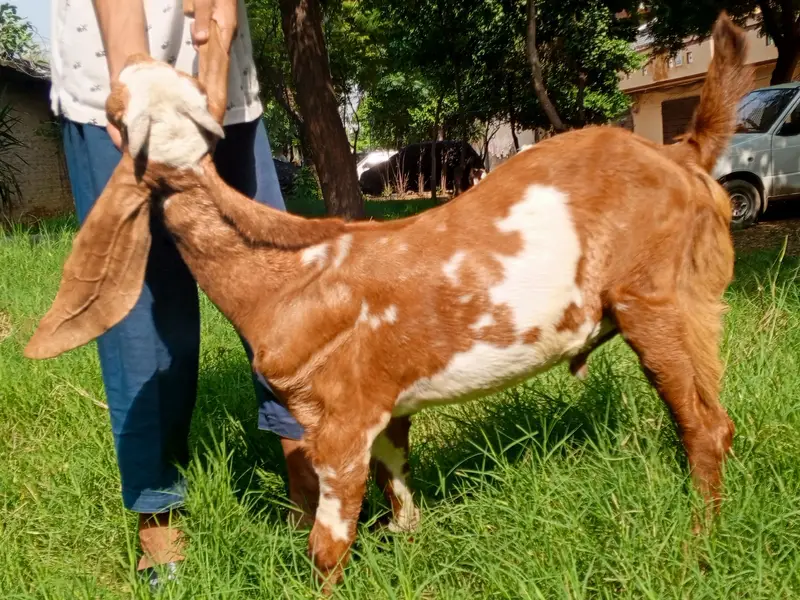 Beetal Bakra age 5 months, beetal goat male, — photo 4