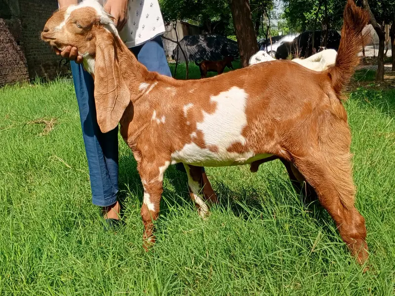 Beetal Bakra age 5 months, beetal goat male, — photo 6