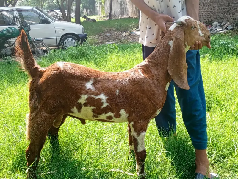 Beetal Bakra age 5 months, beetal goat male, — photo 7