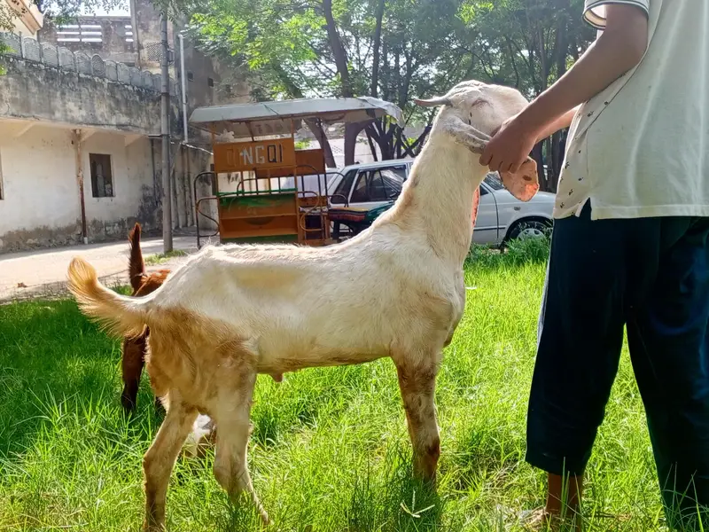 Beetal Bakra age 5 months, beetal goat male, — photo 8