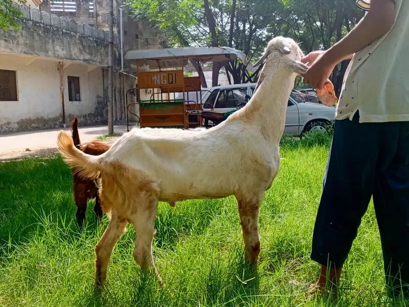 Beetal Bakra age 5 months, beetal goat male, — photo 9