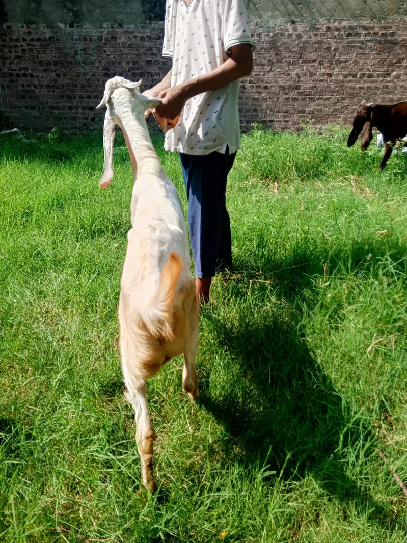 Beetal Bakra age 5 months, beetal goat male, — photo 10