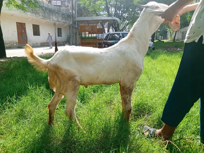 Beetal Bakra age 5 months, beetal goat male, — photo 11