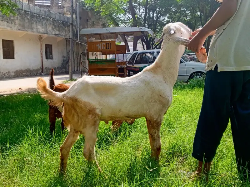 Beetal Bakra age 5 months, beetal goat male, — photo 12