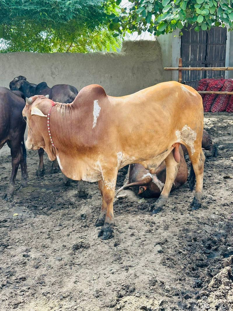 دھنی کراس کھیرا بچھڑا 0