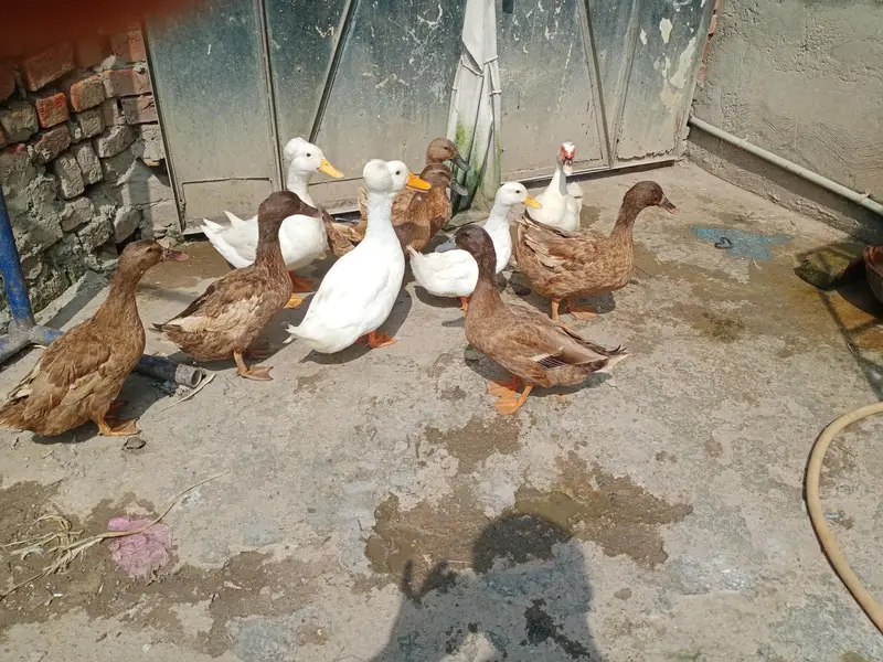 khaki camble pair 03164350590 — photo 7