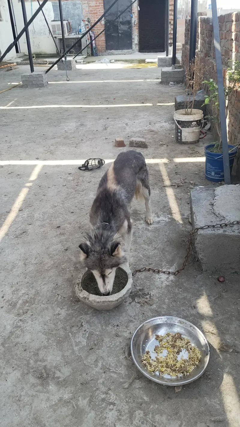 Husky Pair — photo 3