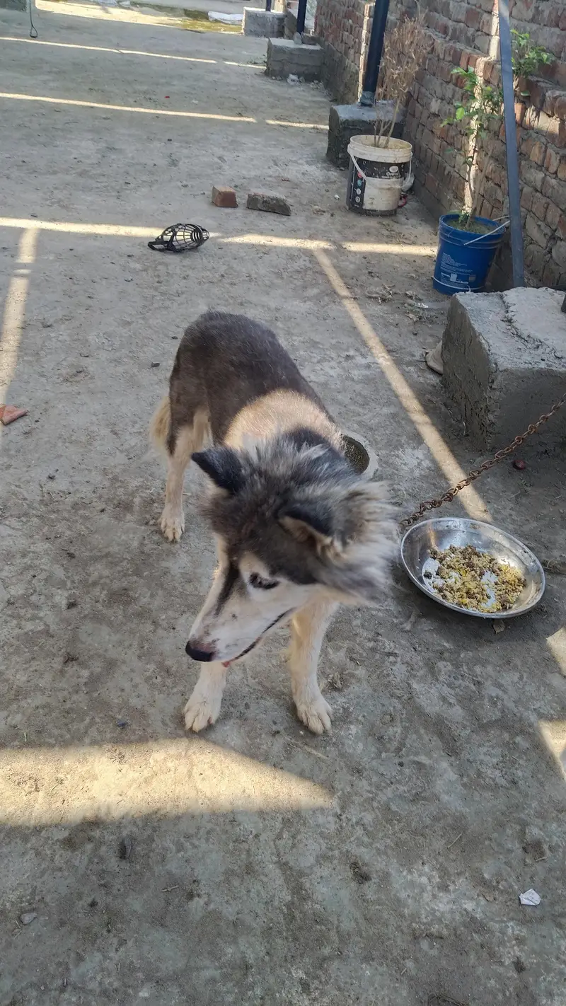 Husky Pair — photo 4