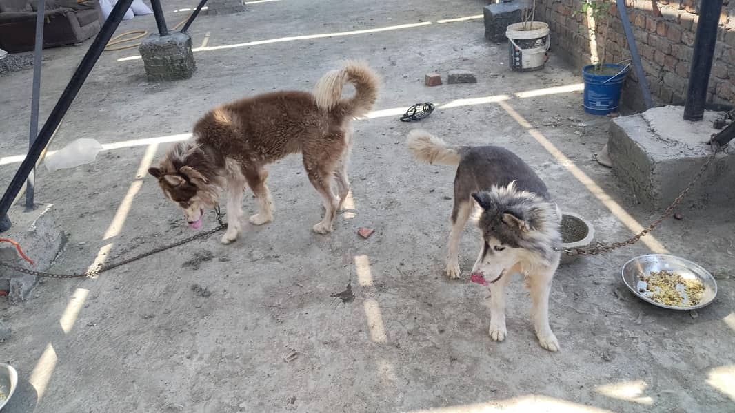 Husky Pair 4