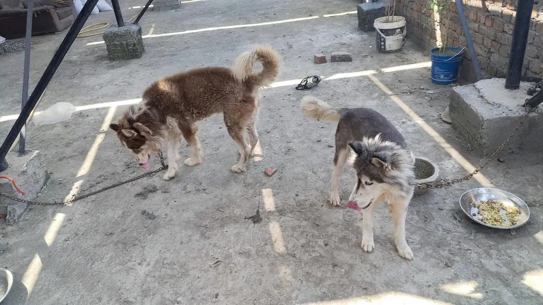 Husky Pair — photo 5
