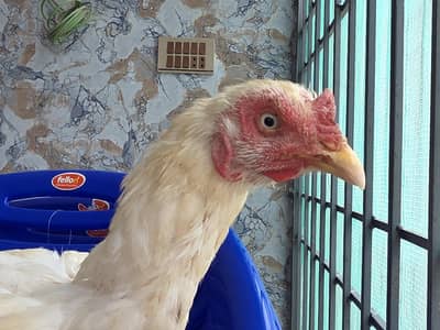 herra female available
