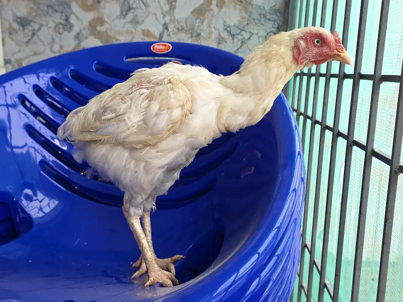 herra female available — photo 2