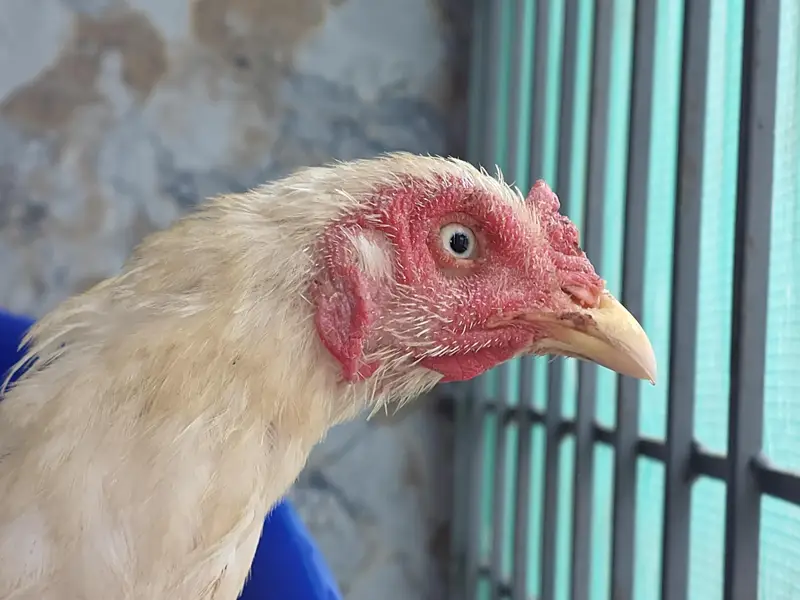 herra female available — photo 3