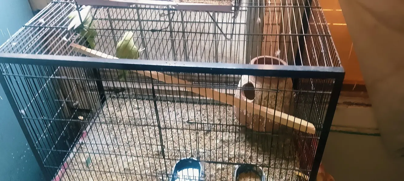 Kathy 2 pair with tow big size cage — photo 2