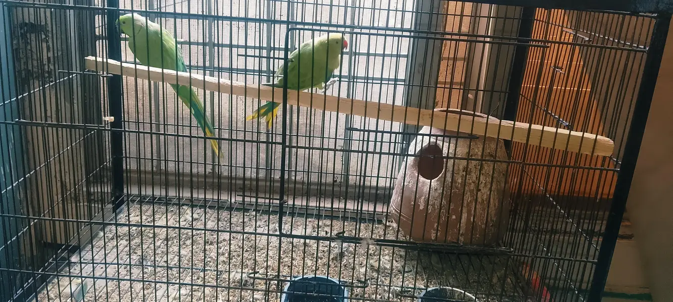 Kathy 2 pair with tow big size cage — photo 3