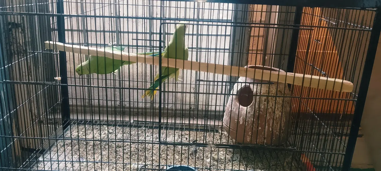 Kathy 2 pair with tow big size cage — photo 4