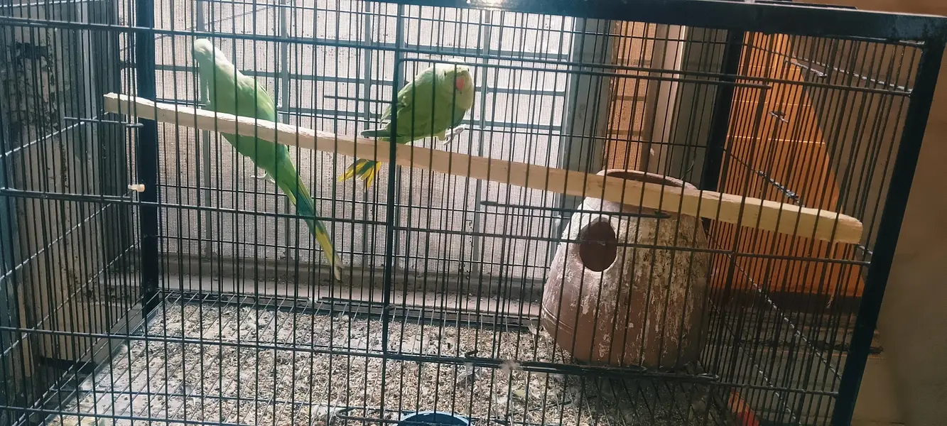 Kathy 2 pair with tow big size cage — photo 5