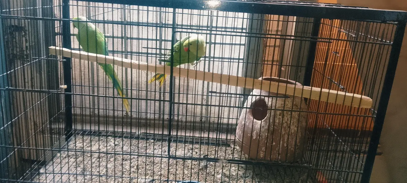 Kathy 2 pair with tow big size cage — photo 6