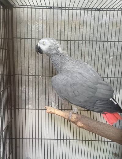African grey/Eclectus and Amazon pair