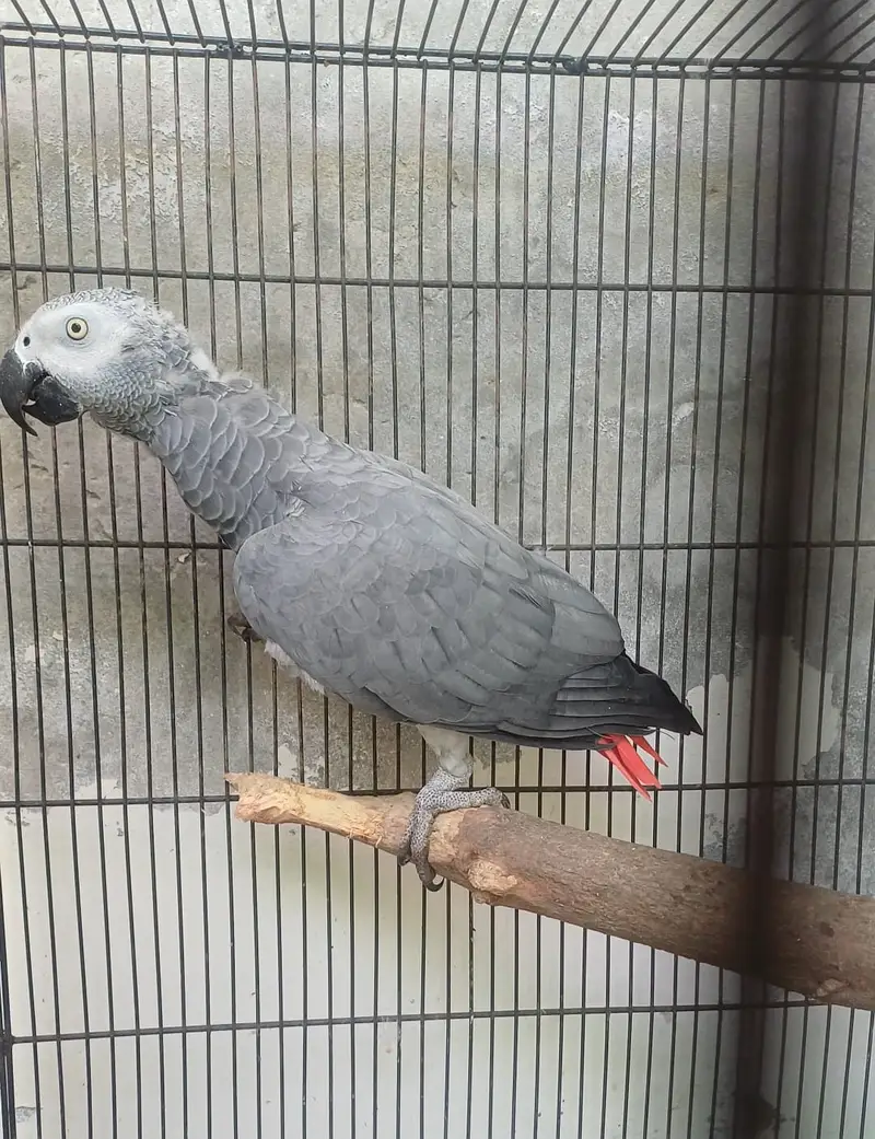 African grey/Eclectus and Amazon pair — photo 2