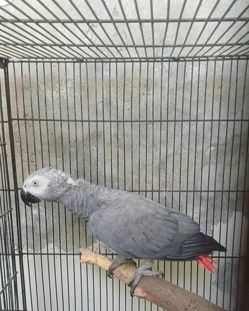 African grey/Eclectus and Amazon pair — photo 3