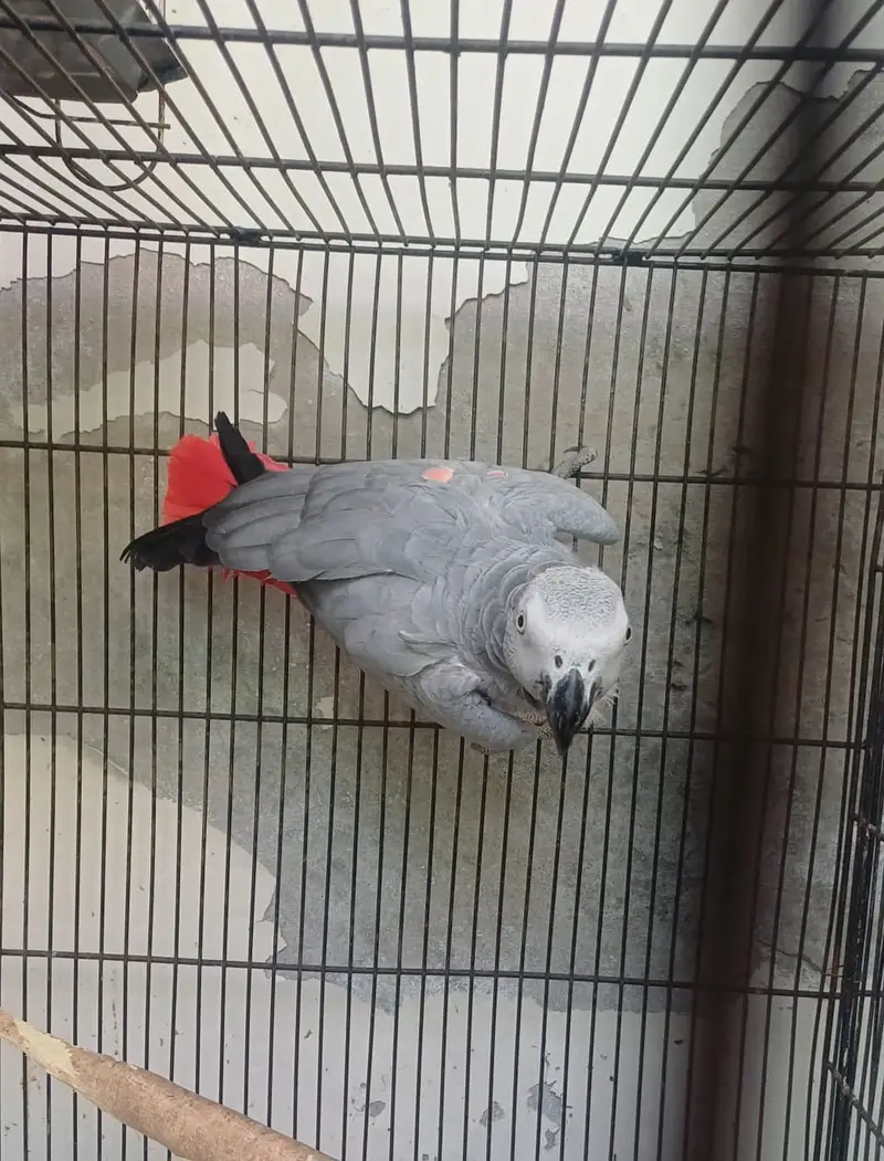 African grey/Eclectus and Amazon pair — photo 4
