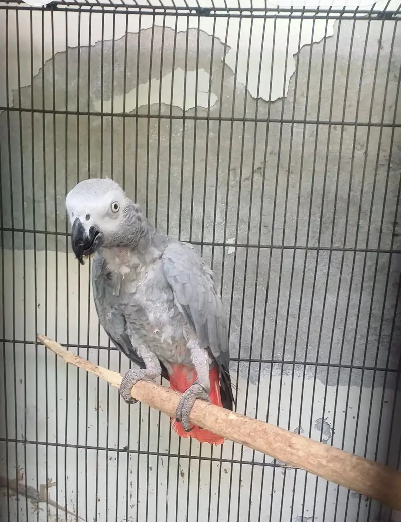 African grey/Eclectus and Amazon pair — photo 5