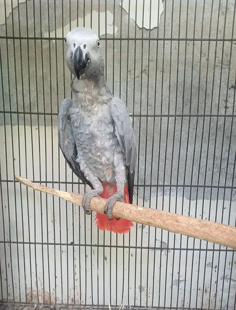 African grey/Eclectus and Amazon pair — photo 6
