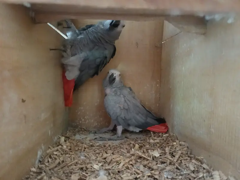 African grey/Eclectus and Amazon pair — photo 7