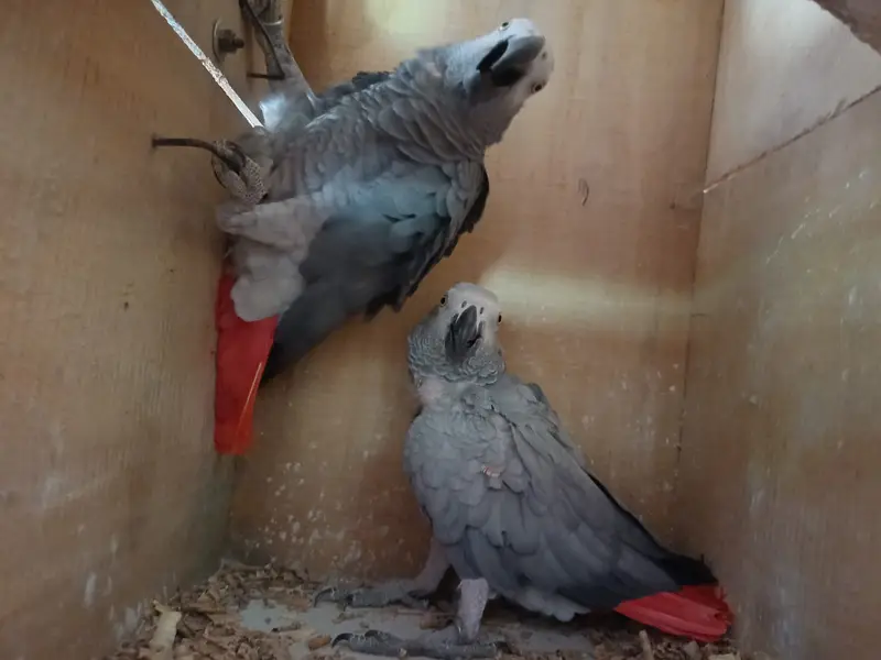 African grey/Eclectus and Amazon pair — photo 8