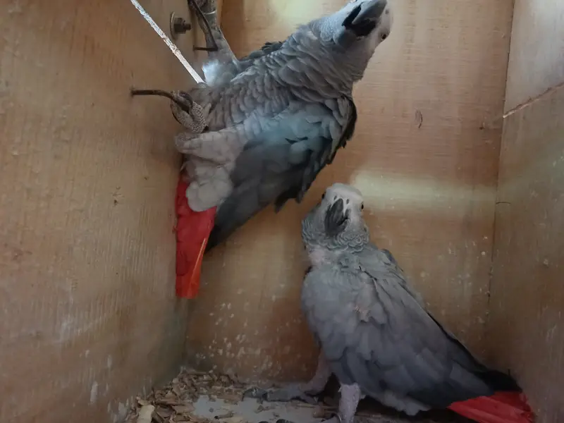 African grey/Eclectus and Amazon pair — photo 9