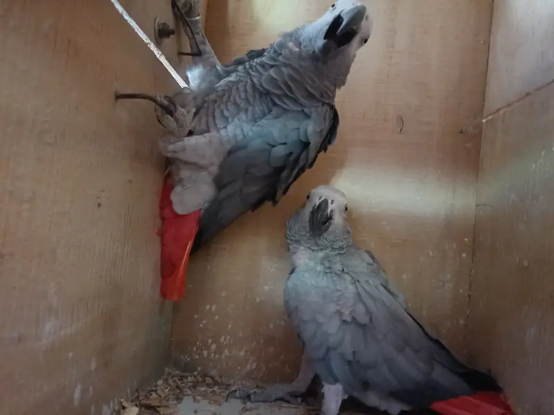 African grey/Eclectus and Amazon pair — photo 10