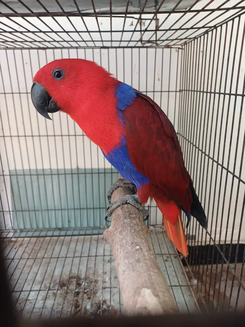 African grey/Eclectus and Amazon pair — photo 11