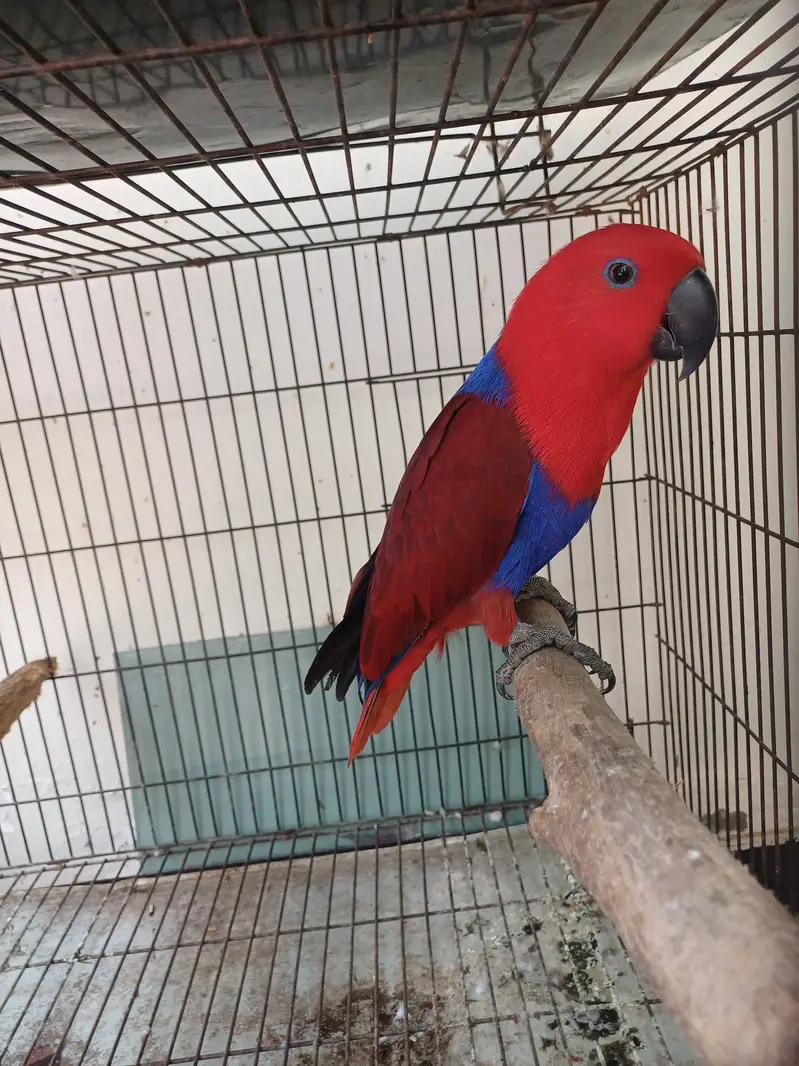 African grey/Eclectus and Amazon pair — photo 12