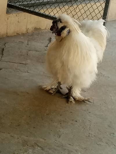 healthy Active white silky breader male