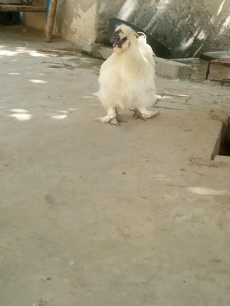 healthy Active white silky breader male — photo 2