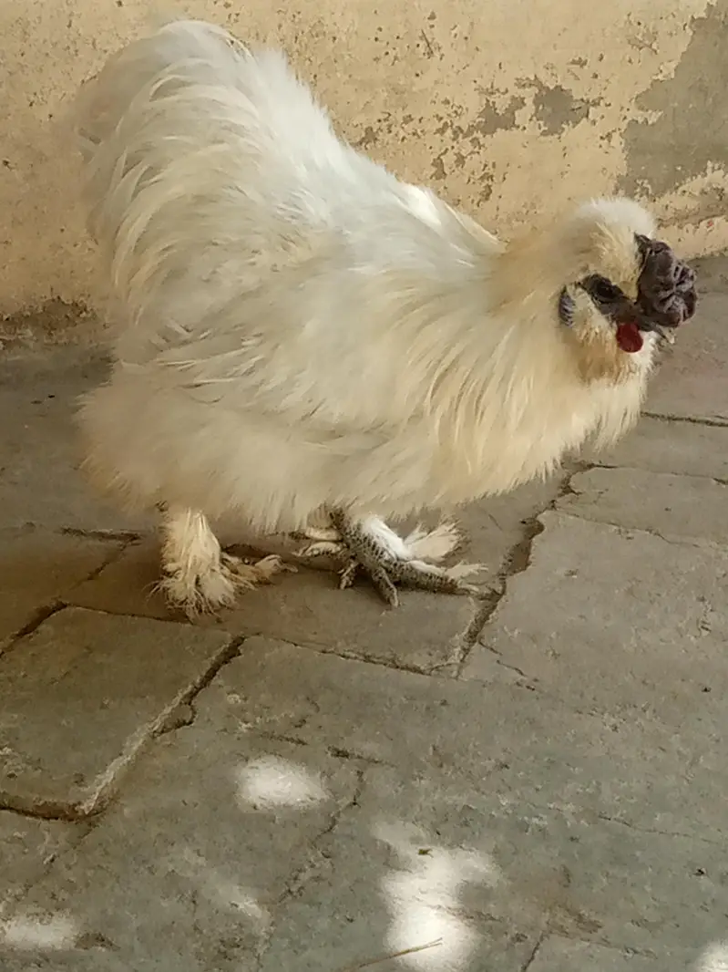 healthy Active white silky breader male — photo 3