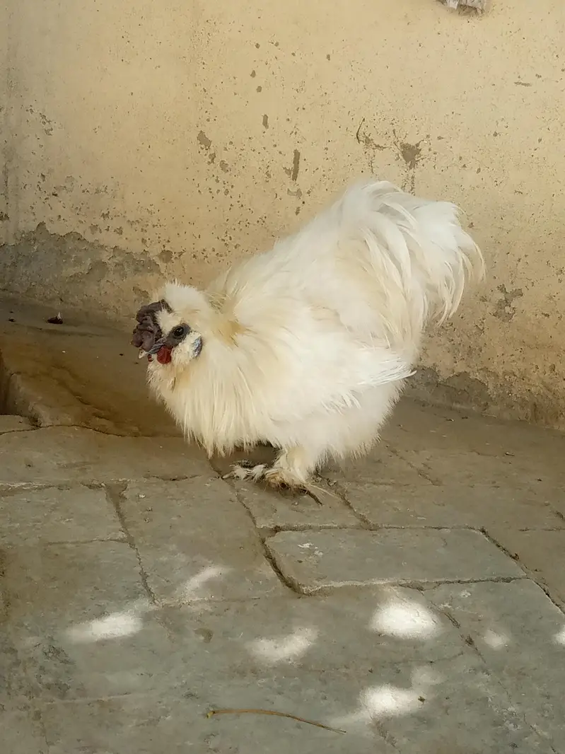 healthy Active white silky breader male — photo 4
